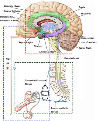 Effects of autonomic nervous system disorders on male infertility